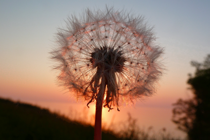 Dandelion seeds against the setting sun